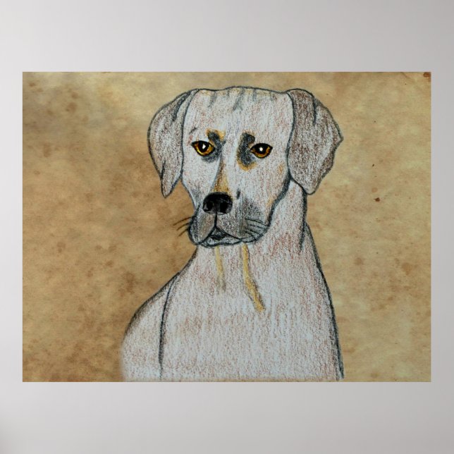 Affiche Rhodesian Ridgeback (Devant)