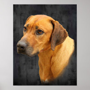Affiche Rhodesian Ridgeback