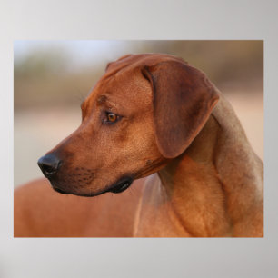 Affiche Rhodesian Ridgeback
