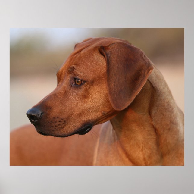 Affiche Rhodesian Ridgeback (Devant)