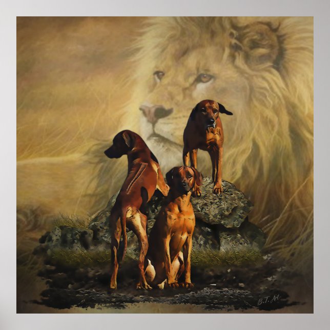 Affiche Rhodesian Ridgeback avec Lion (Devant)