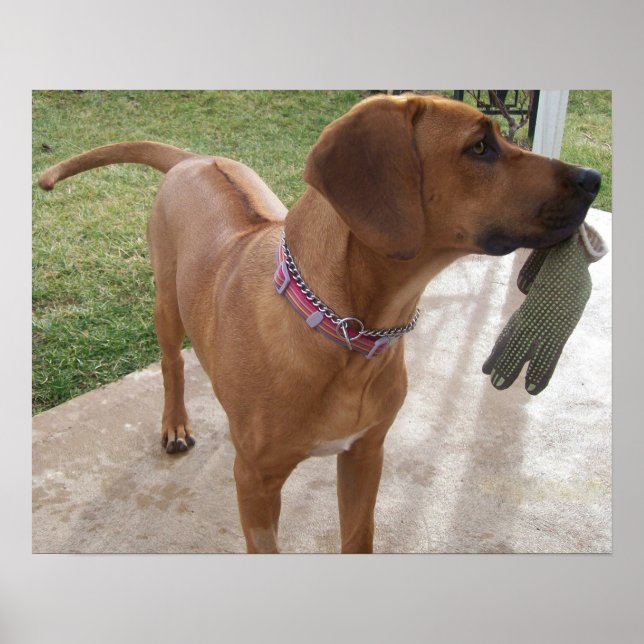 Affiche RHODESIAN RIDGEBACK Chien Animaux de compagnie méc (Devant)