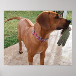 Affiche RHODESIAN RIDGEBACK Dog Pet Breed Mischief