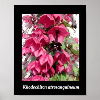 Affiche Rhodochiton atrosanguineum