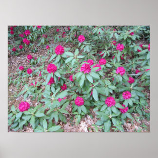 Affiche Rhododendron