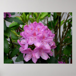 Affiche Rhododendron