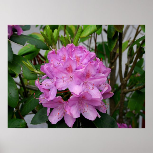 Affiche Rhododendron (Devant)