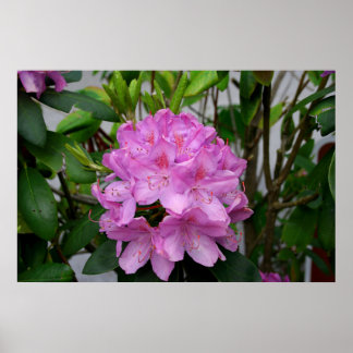 Affiche Rhododendron