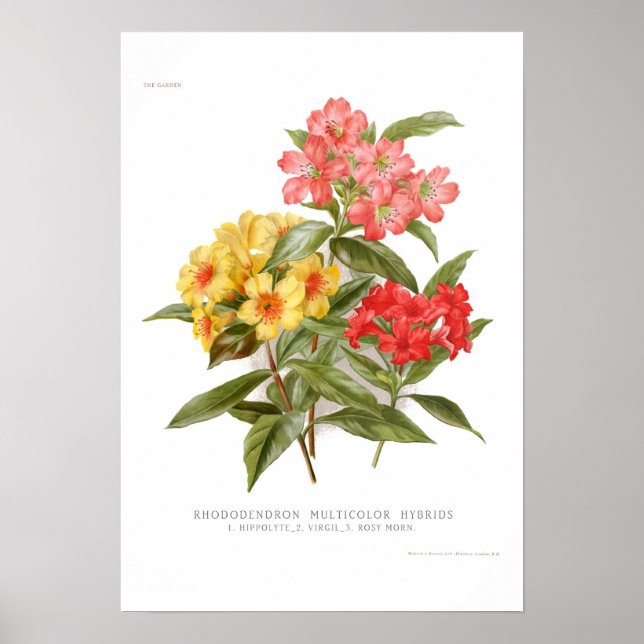 Affiche Rhododendron (Devant)