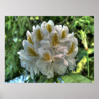 Affiche Rhododendron blanc