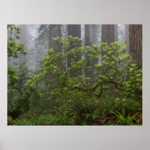 Affiche Rhododendron dans le parc national de Redwood en C