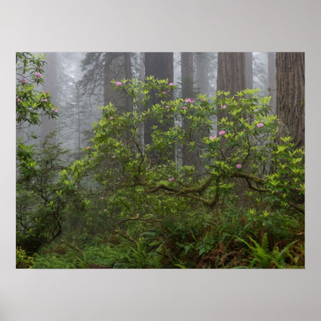 Affiche Rhododendron dans le parc national Redwood en Cali (Devant)