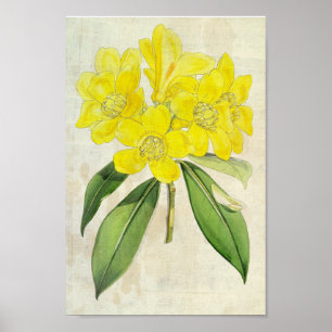 Affiche Rhododendron du Lobb Botanique vintage