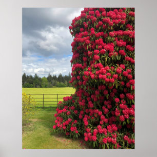 Affiche Rhododendron et Pittoresque View en Écosse