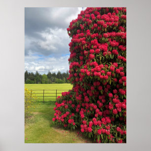 Affiche Rhododendron et Pittoresque View en Écosse