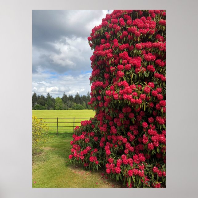 Affiche Rhododendron et Pittoresque View en Écosse (Devant)