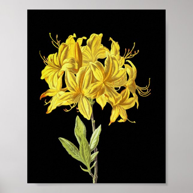 Affiche Rhododendron luteum (Azalée Pontique) (Devant)