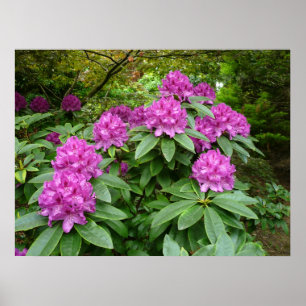 Affiche Rhododendron Ponticum