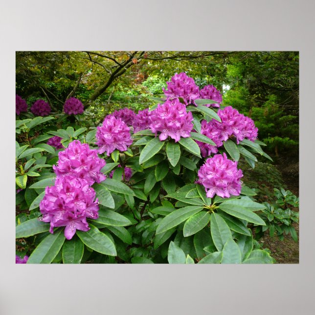 Affiche Rhododendron Ponticum (Devant)