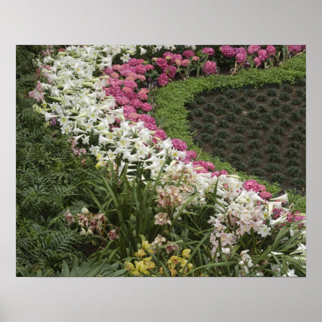 Affiche Rhododendron (Rhododendron catawbiense) Lande (Devant)