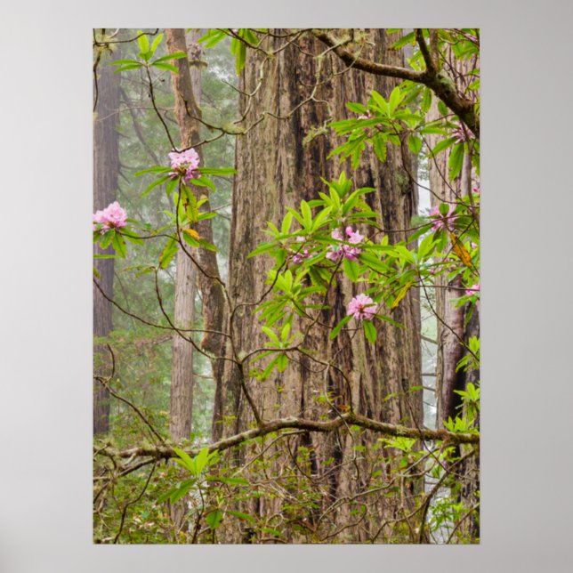 Affiche Rhododendrons en fleurs | Redwoods State Park,CA (Devant)
