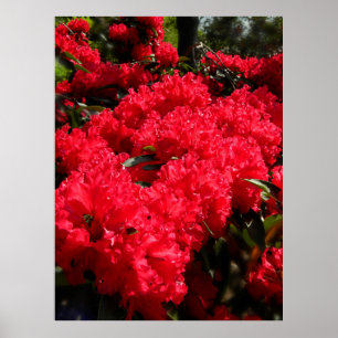 Affiche Rhododendrons rouges 1