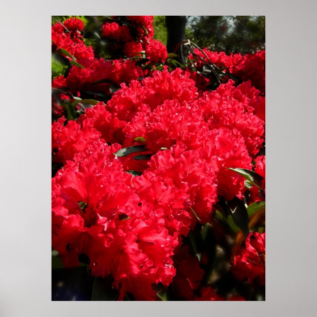 Affiche Rhododendrons rouges 1 (Devant)