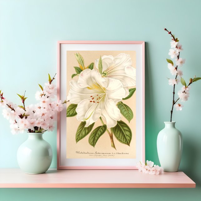 Affiche Rhododendrum Sesterianum Art Floral (Créateur téléchargé)