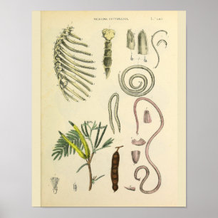 Affiche Rib Cage Sternum Anatomy Art Print