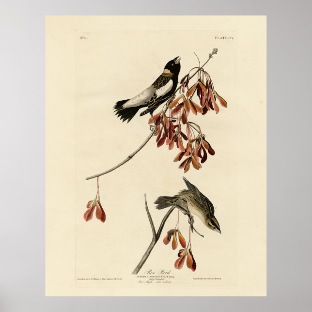 Affiche Rice Bird (Bobolink) - Audubon's Birds of America (Devant)