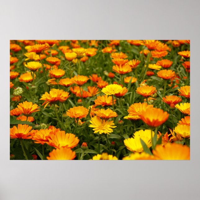 Affiche Ringelblume (Devant)