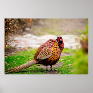 Affiche Ringneck Pheasant