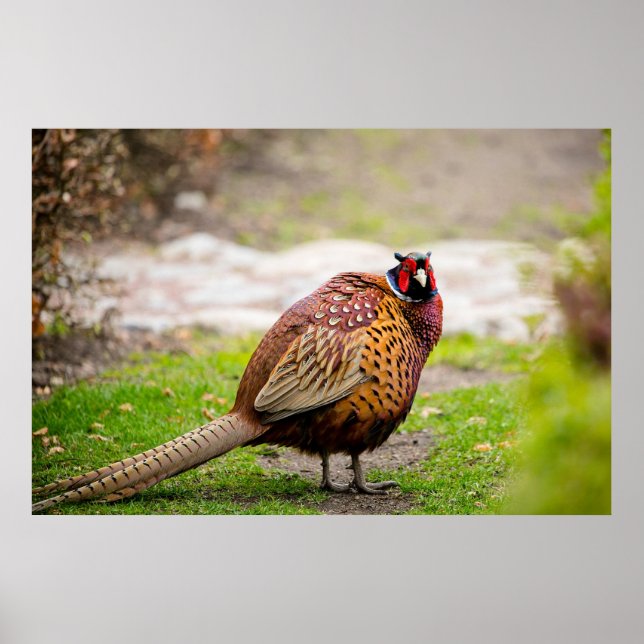 Affiche Ringneck Pheasant (Devant)