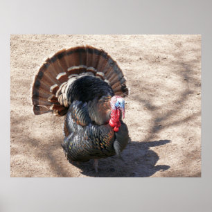 Affiche Rio Grande Turquie sauvage