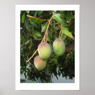 Affiche Ripening