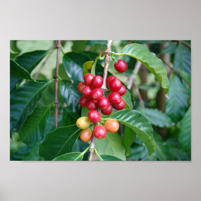 Affiche Ripening Kona Coffee Cherries, Hawaii (Devant)