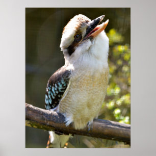Affiche Rire Kookaburra perché sur la succursale Postcard