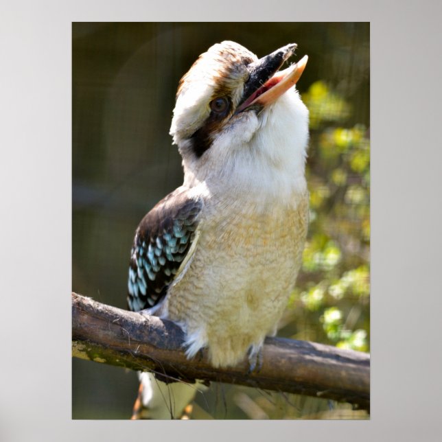 Affiche Rire Kookaburra perché sur la succursale Postcard  (Devant)