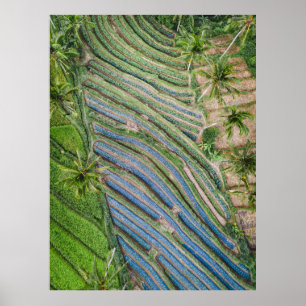 Affiche Rivière entre la peinture de cocotiers