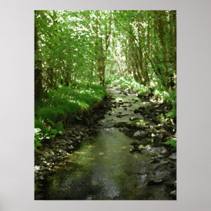 Affiche Rivière traversant la région boisée