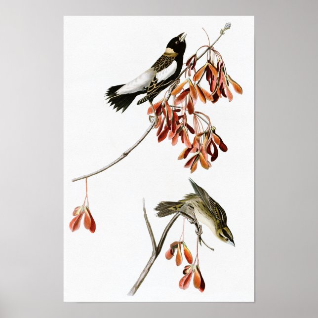Affiche Riz Bird John James Audubon Oiseaux d'Amérique (Devant)