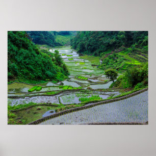 Affiche Rizières de Banaue, Luzon