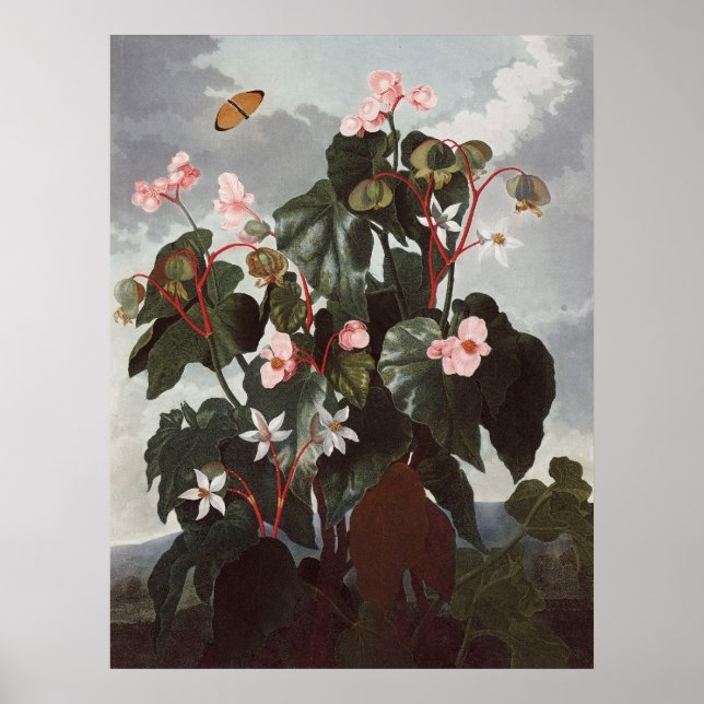 Affiche RJ Thornton - Begonia à feuilles obliques (Devant)