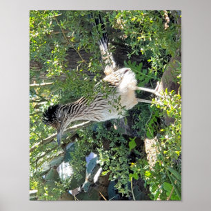 Affiche Roadrunner dans le paysage de l'Arizona