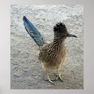 Affiche Roadrunner de signal sonore de signal sonore