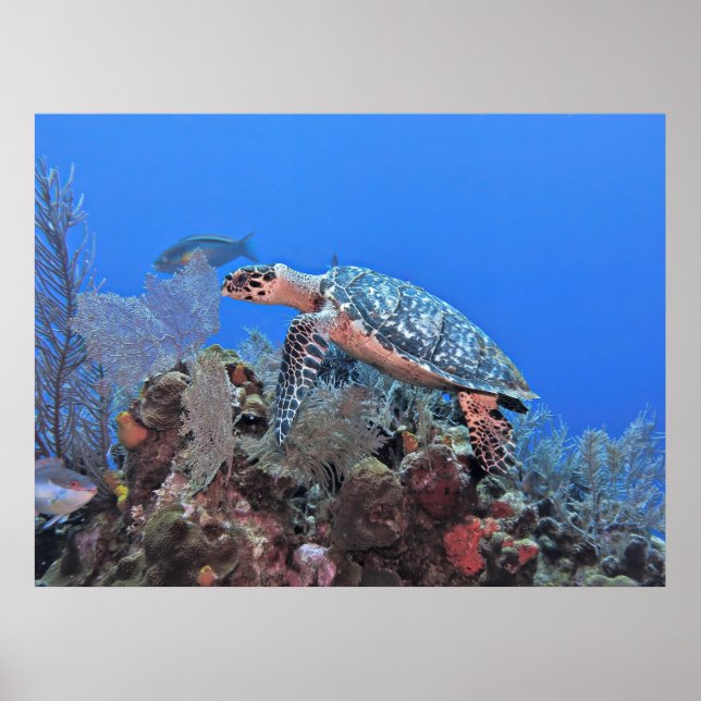 Affiche Roatan Hawksbill (Devant)