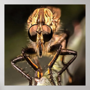 Affiche Robber Fly Profile Asildae Artistic Close Up