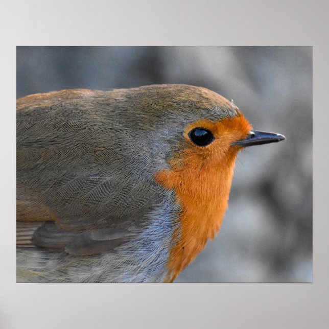 Affiche Robin (Devant)
