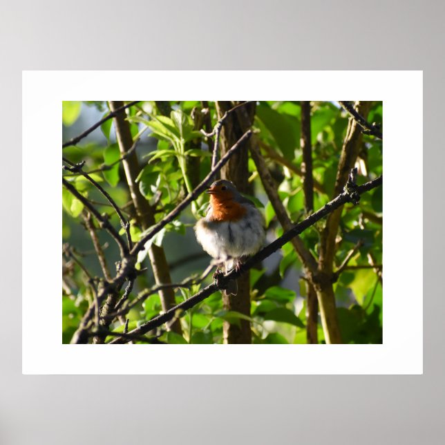 Affiche Robin  (Devant)