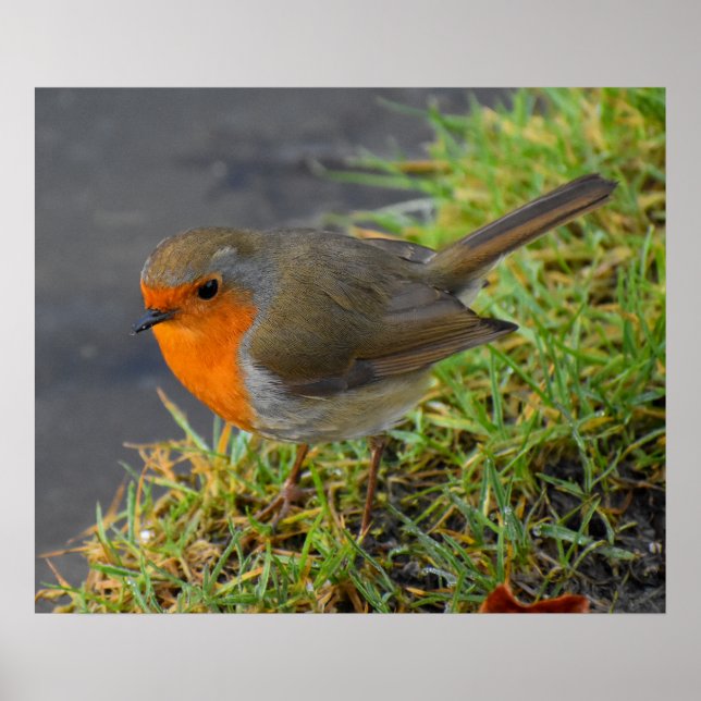 Affiche Robin (Devant)